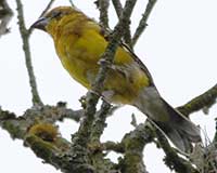 Southern yellow grosbeak