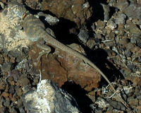 Desert collared lizard