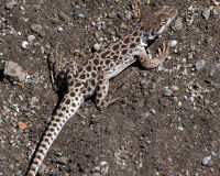 Blunt-nosed leopard lizard