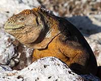 Galápagos land iguana