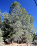 Gray pine