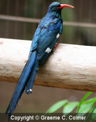 Green Woodhoopoe