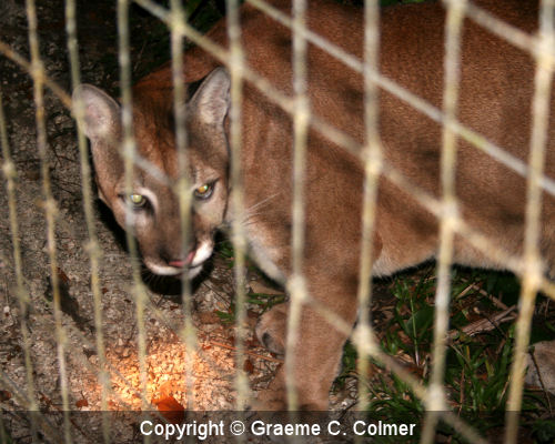 canadensis cougars personals The canada lynx is like a gray ghost of the north--elusive, evading human contact it stands about 20 inches tall at the shoulder but weighs about 20 pounds--scarcely more than a large house. canadensis cougars personals The canada lynx is like a gray ghost of the north--elusive, evading human contact it stands about 20 inches tall at the shoulder but weighs about 20 pounds--scarcely more than a large house.