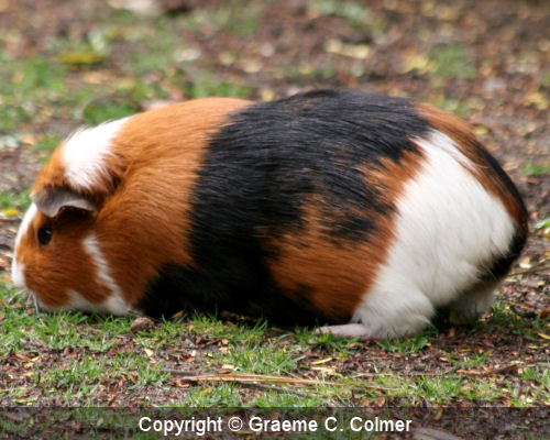 Domestic guinea pig Cavia porcellus