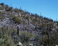 Organ Pipe Cactus National Monument