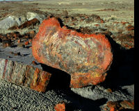 Petrified Forest National Park