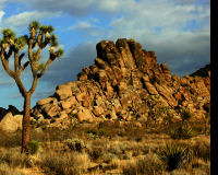 Joshua Tree National Park