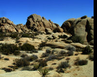 Joshua Tree National Park