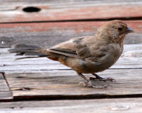 Birds of Tuolumne County