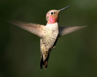 Birds of Tuolumne County