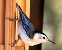 Birds of Tuolumne County