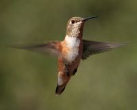 Birds of Tuolumne County