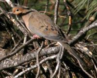 Birds of Tuolumne County