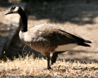 Birds of Tuolumne County