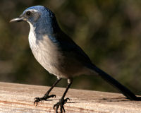 Birds of Tuolumne County