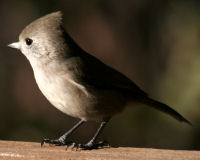 Birds of Tuolumne County