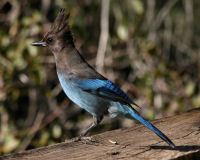 Birds of Tuolumne County