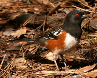 Birds of Tuolumne County