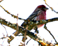 Birds of Tuolumne County