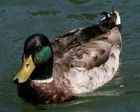 Birds of Tuolumne County