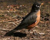 Birds of Tuolumne County