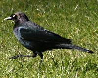 Birds of Tuolumne County