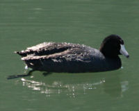 Birds of Tuolumne County