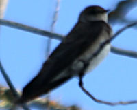 Birds of Tuolumne County