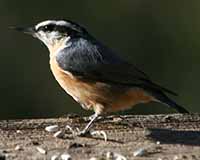 Birds of Tuolumne County