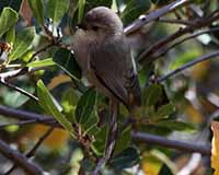 Birds of Tuolumne County