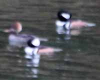 Birds of Tuolumne County