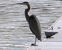 Birds of Tuolumne County