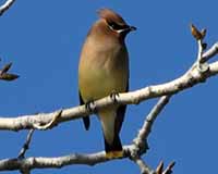 Birds of Tuolumne County