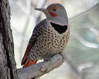 Birds of Tuolumne County