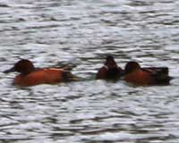 Birds of Tuolumne County