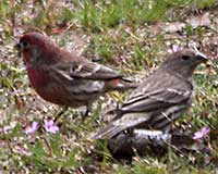 Birds of Tuolumne County