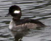 Birds of Tuolumne County