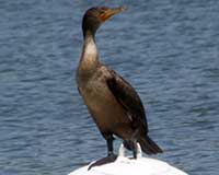 Birds of Tuolumne County