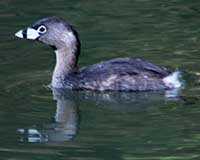 Birds of Tuolumne County