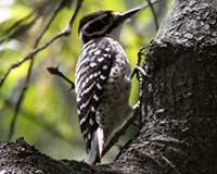 Birds of Tuolumne County