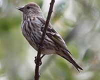 Birds of Tuolumne County