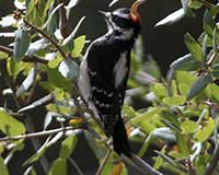 Birds of Tuolumne County