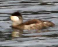 Birds of Tuolumne County