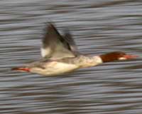 Birds of Tuolumne County