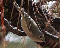 Birds of Tuolumne County