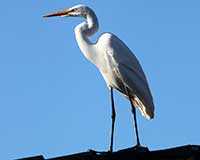 Birds of Tuolumne County