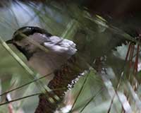 Birds of Tuolumne County