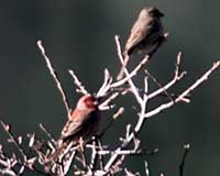 Birds of Tuolumne County