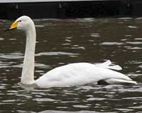 Birds of Tuolumne County