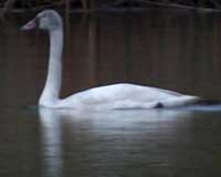 Birds of Tuolumne County